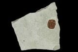 Ordovician Trilobite (Ampyxina) Fossil - Missouri #137235-1